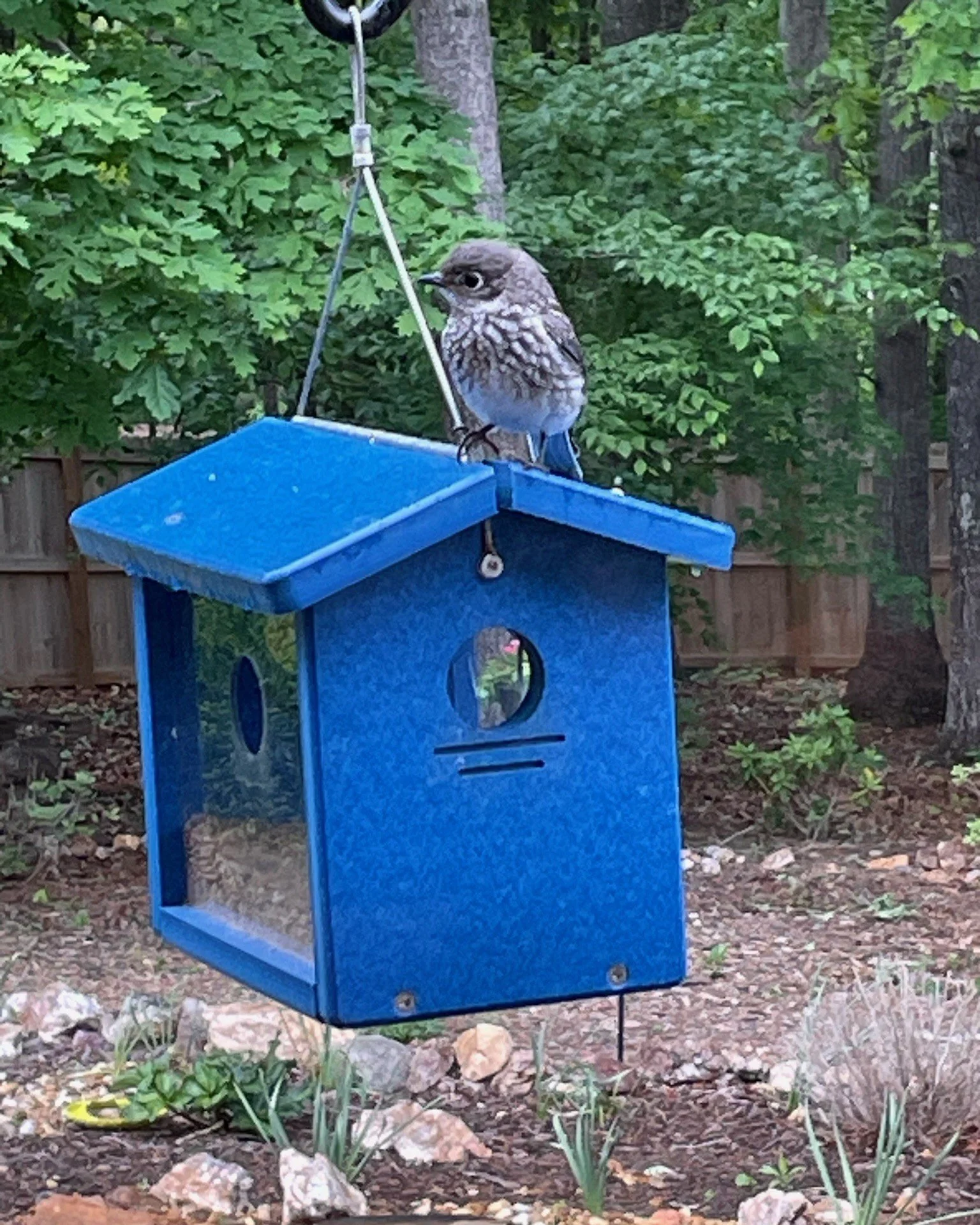 Young eastern bluebird fledgling perched on mealworm feeder