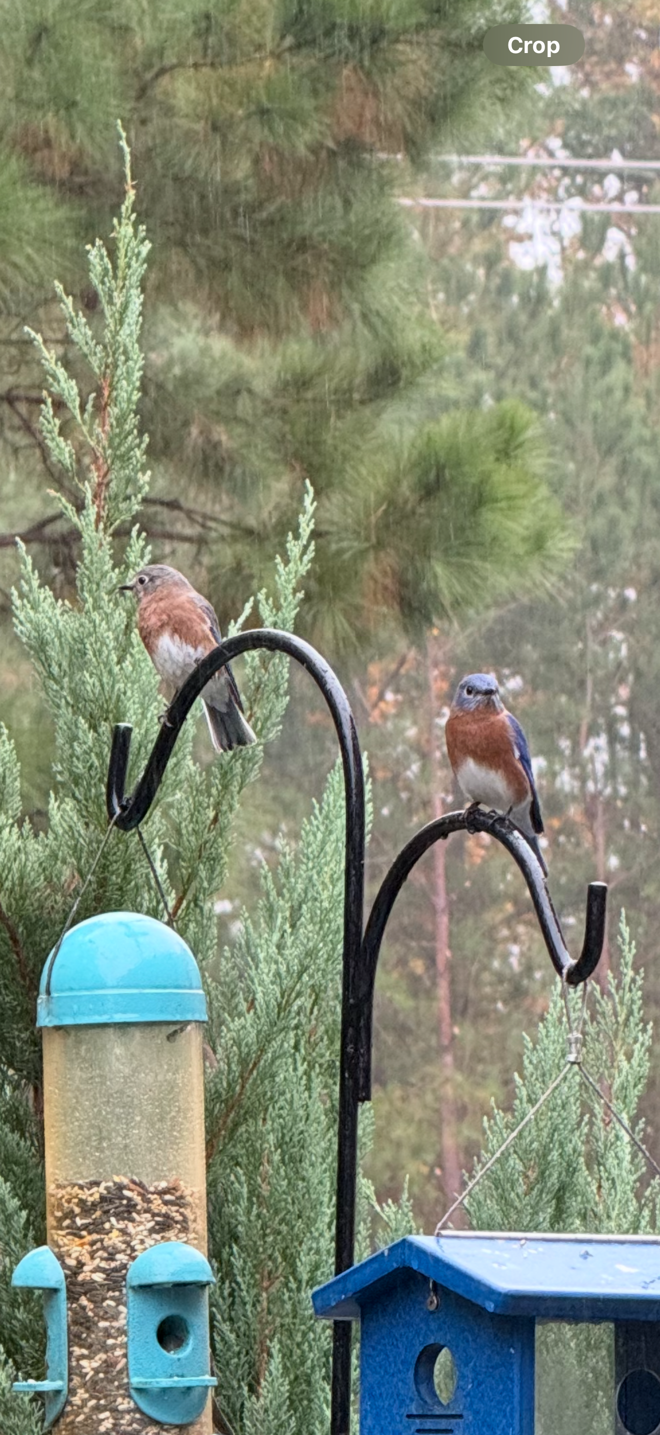male and female eastern bluebird perched in backyard