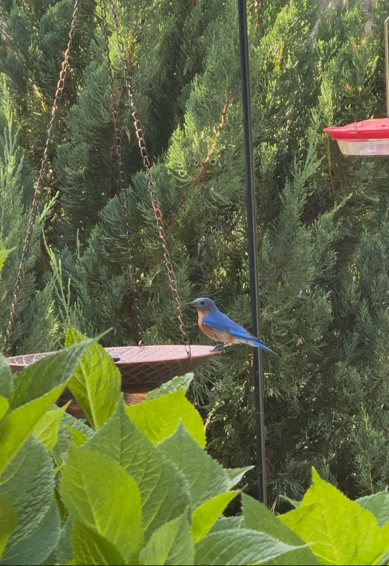 Eastern bluebird perched on hanging birdbath in backyard