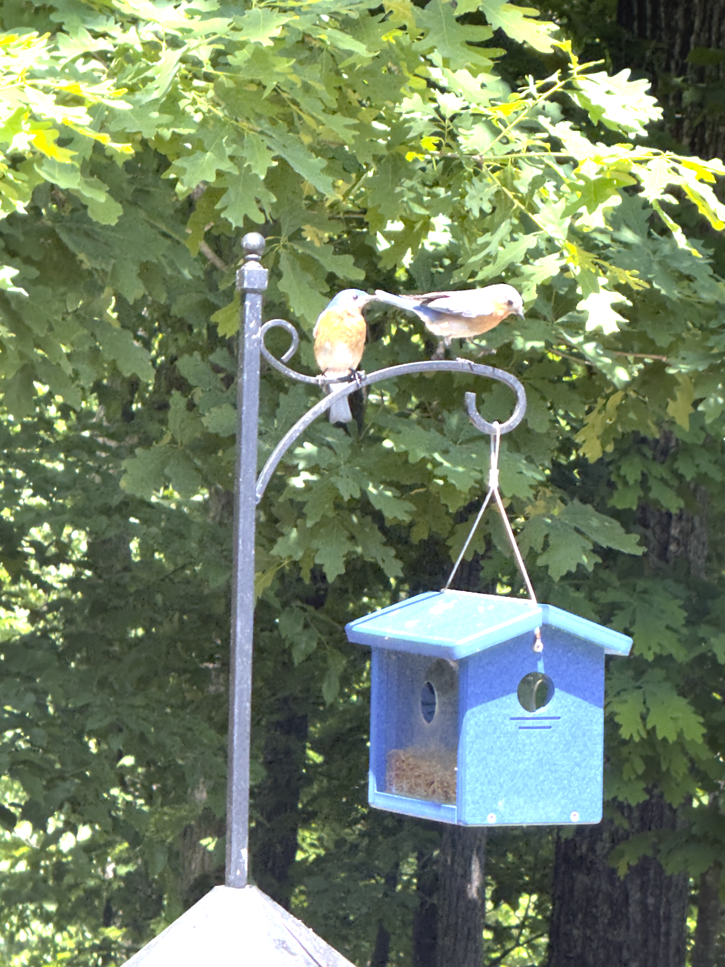 Bird feeder with two small birds, one light brown and the other gray, perched on it amidst green leafy background.