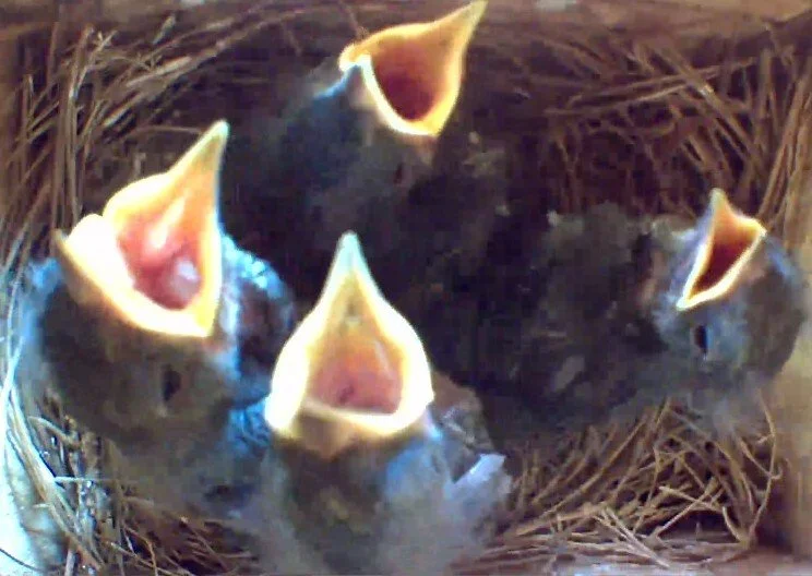 Eastern bluebird babies developing gray and black feathers