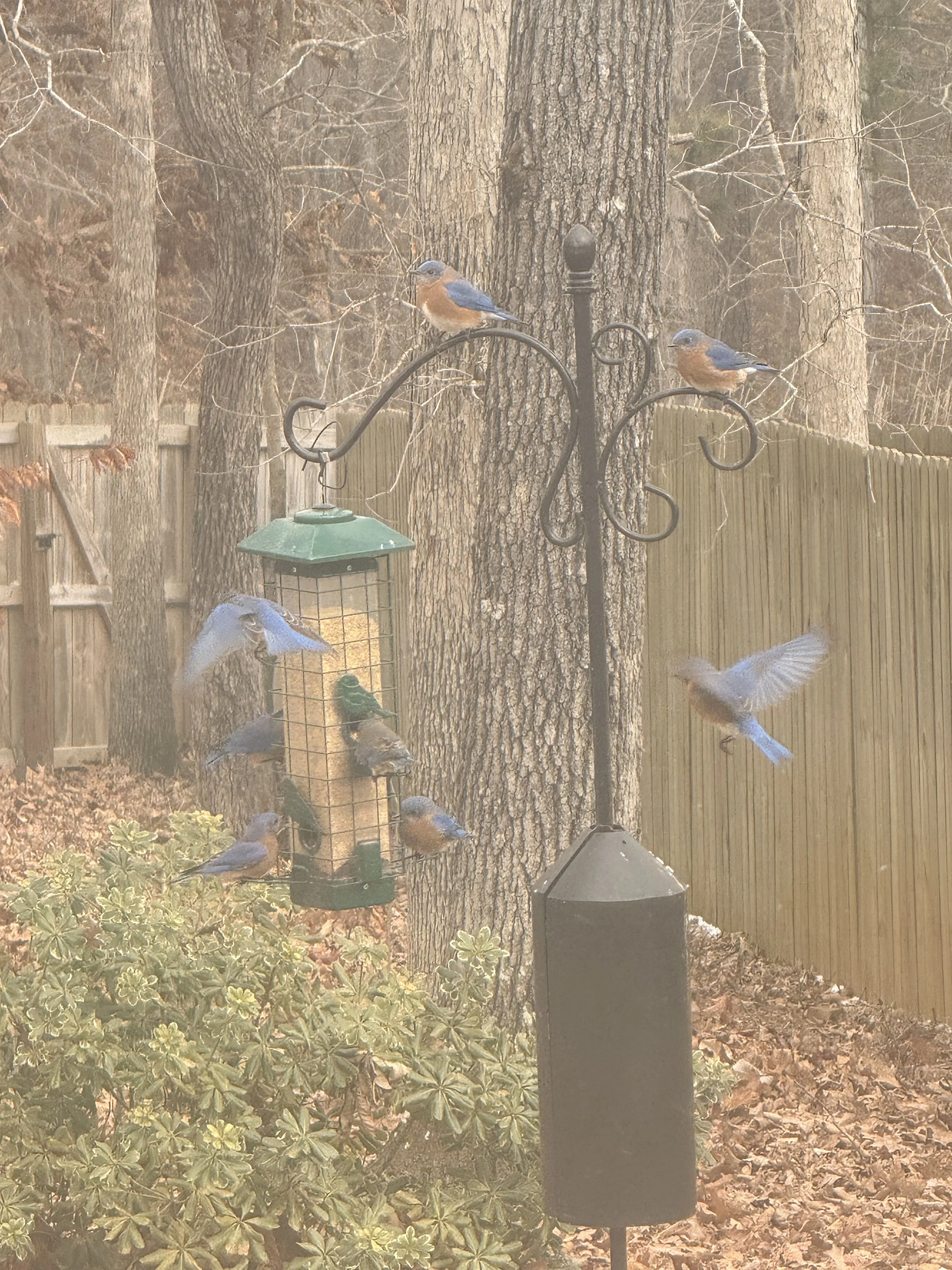 flock of eastern bluebirds at feeder
