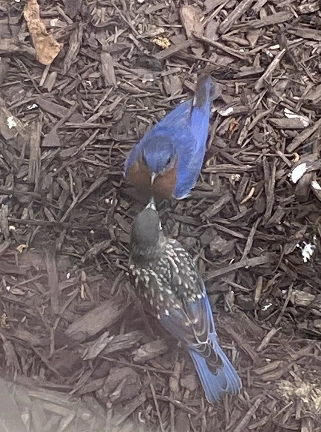 Adult eastern bluebird teaching fledgling to forage for food on ground