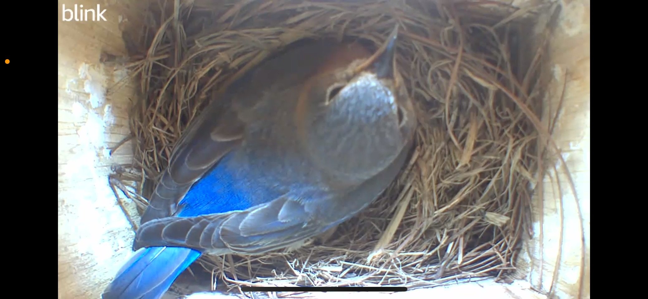 Female eastern bluebird sitting on eggs in nest box