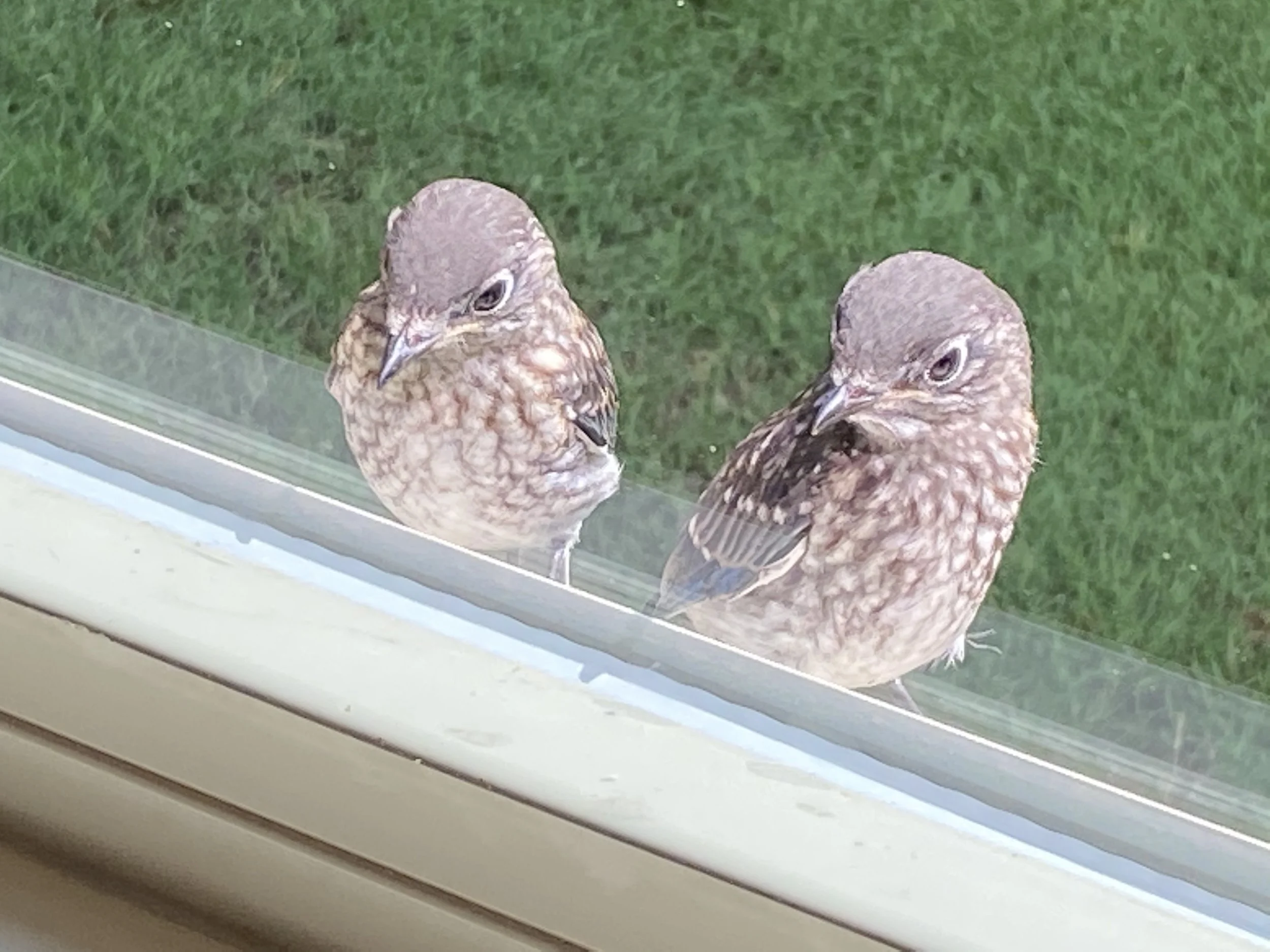 Two eastern bluebird fledglings looking in home window