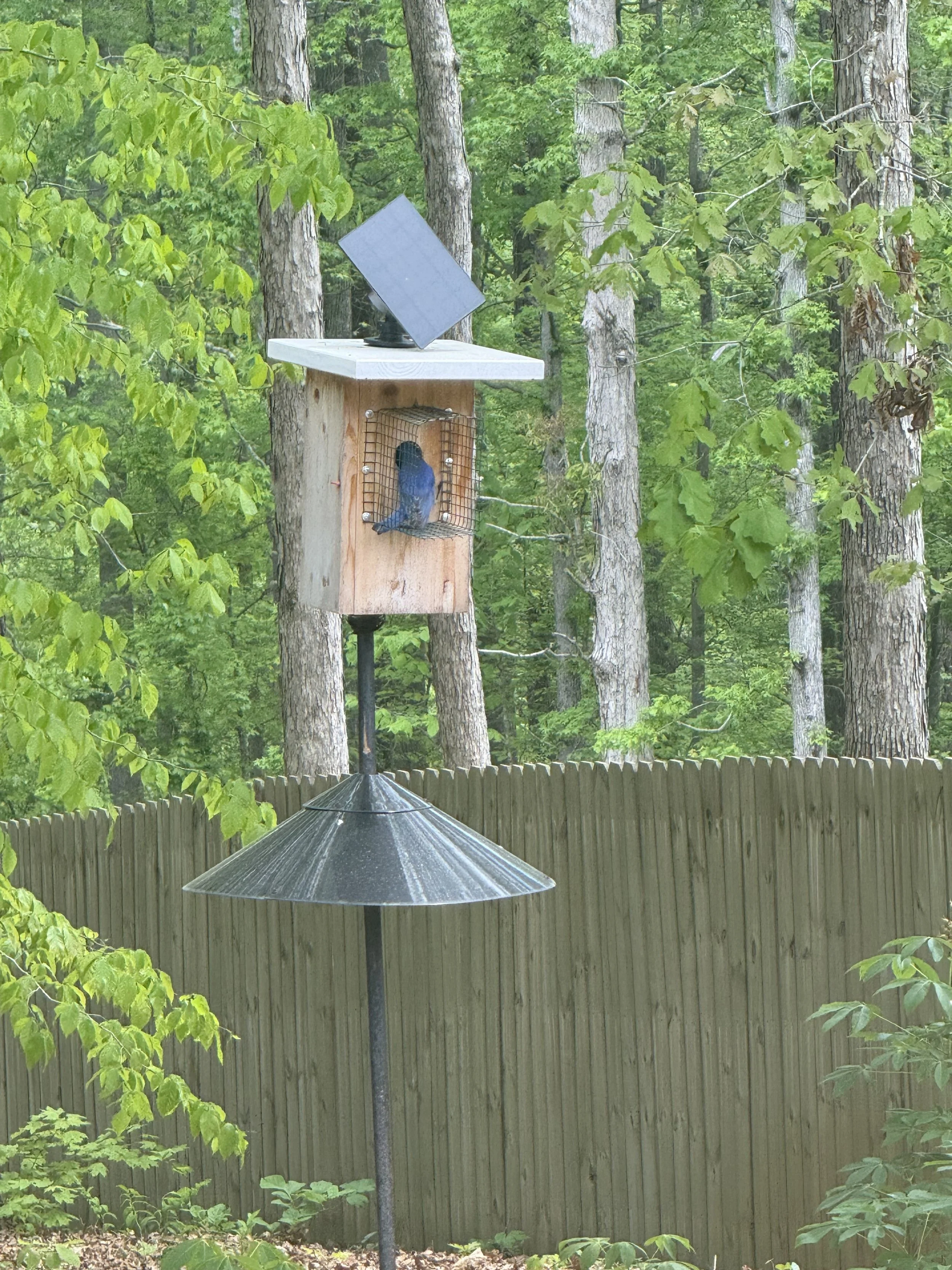 A birdhouse mounted on a post in a forested backyard, with a bird sitting inside, and a patio umbrella with a metal pole in the foreground.