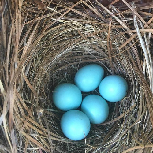 Eastern bluebird nest with five turquoise blue eggs in nesting box