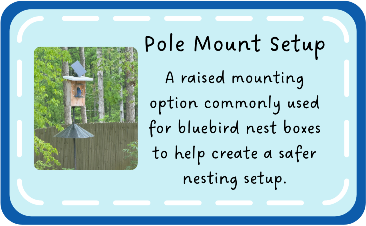 Eastern bluebird house mounted on a pole with solar-powered camera in backyard