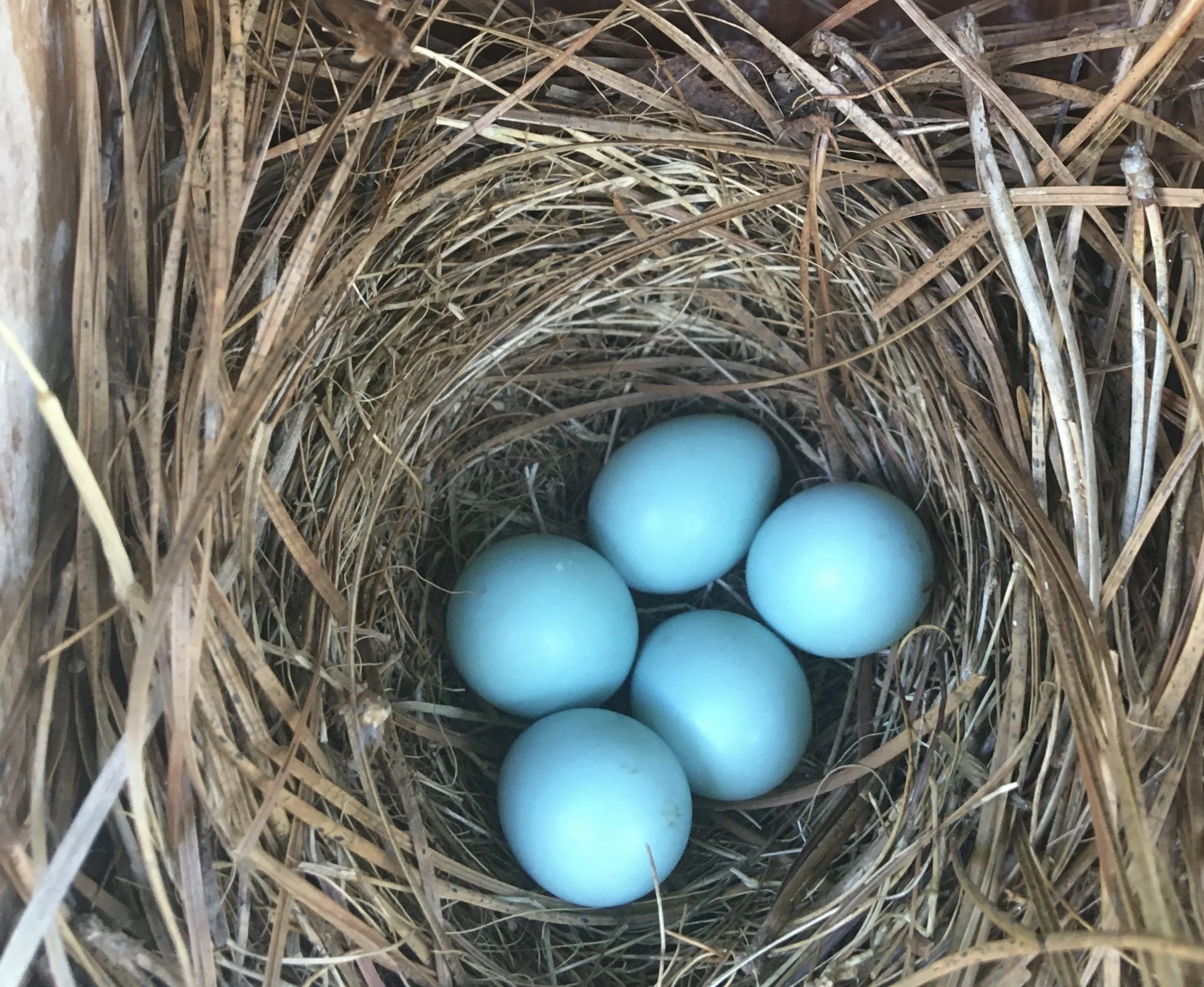 Five eastern bluebird eggs in nest box