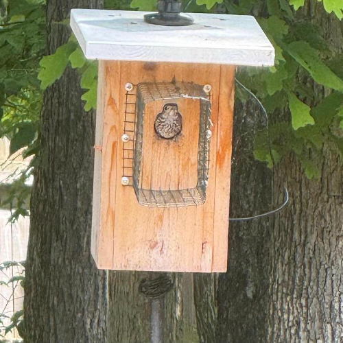 Eastern bluebird fledgling peeking out of nest box entrance