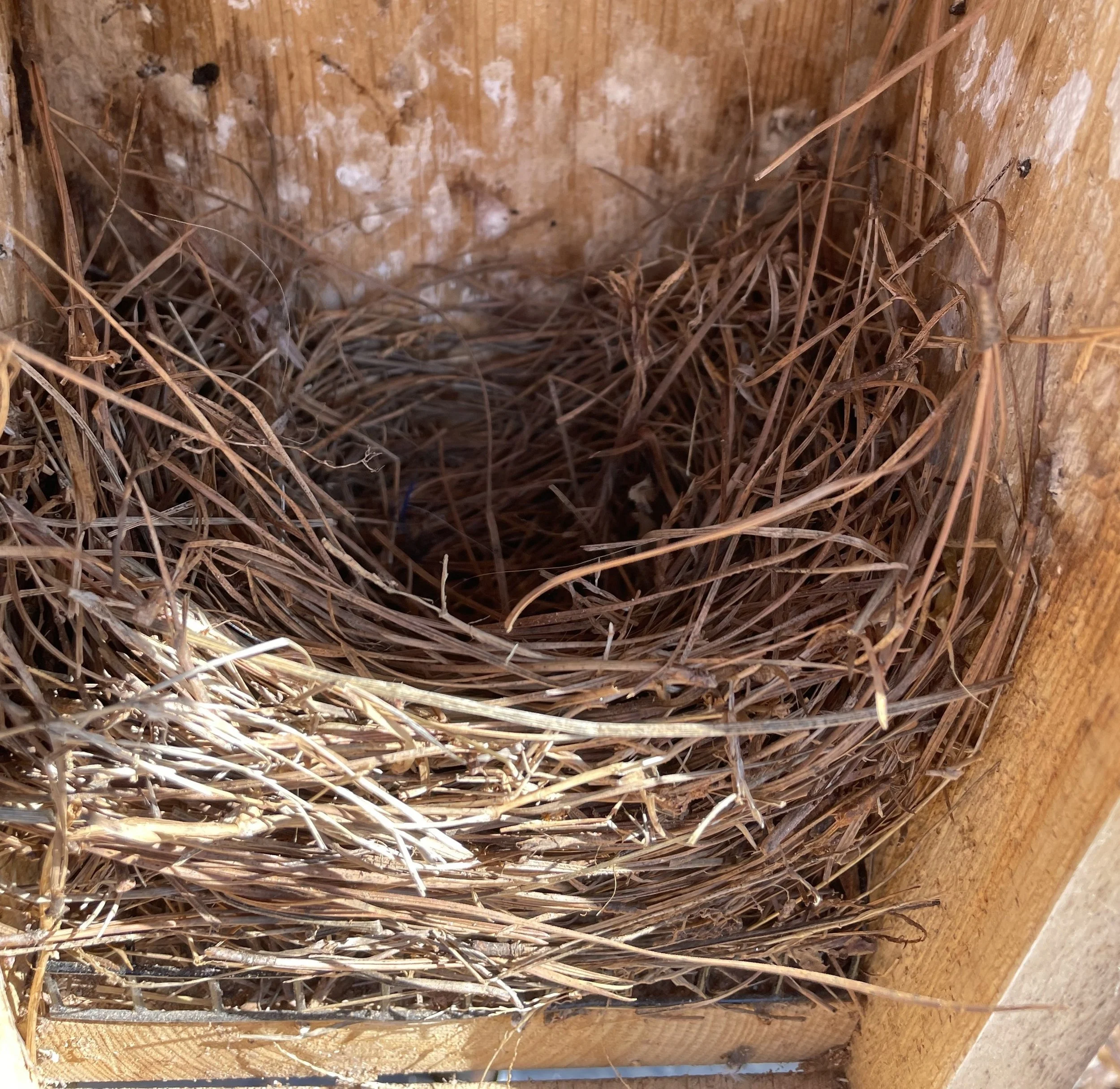 Empty eastern bluebird nest inside wooden nest box