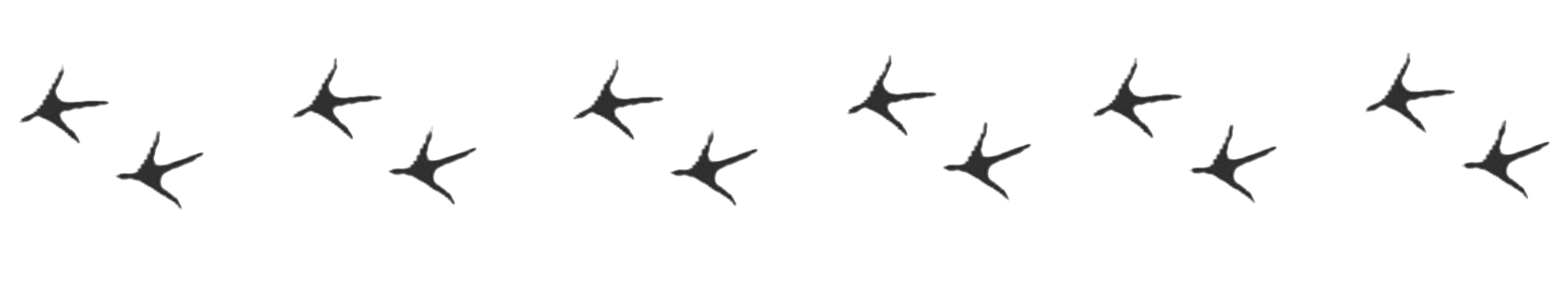 A flock of bird silhouettes flying in a V formation.