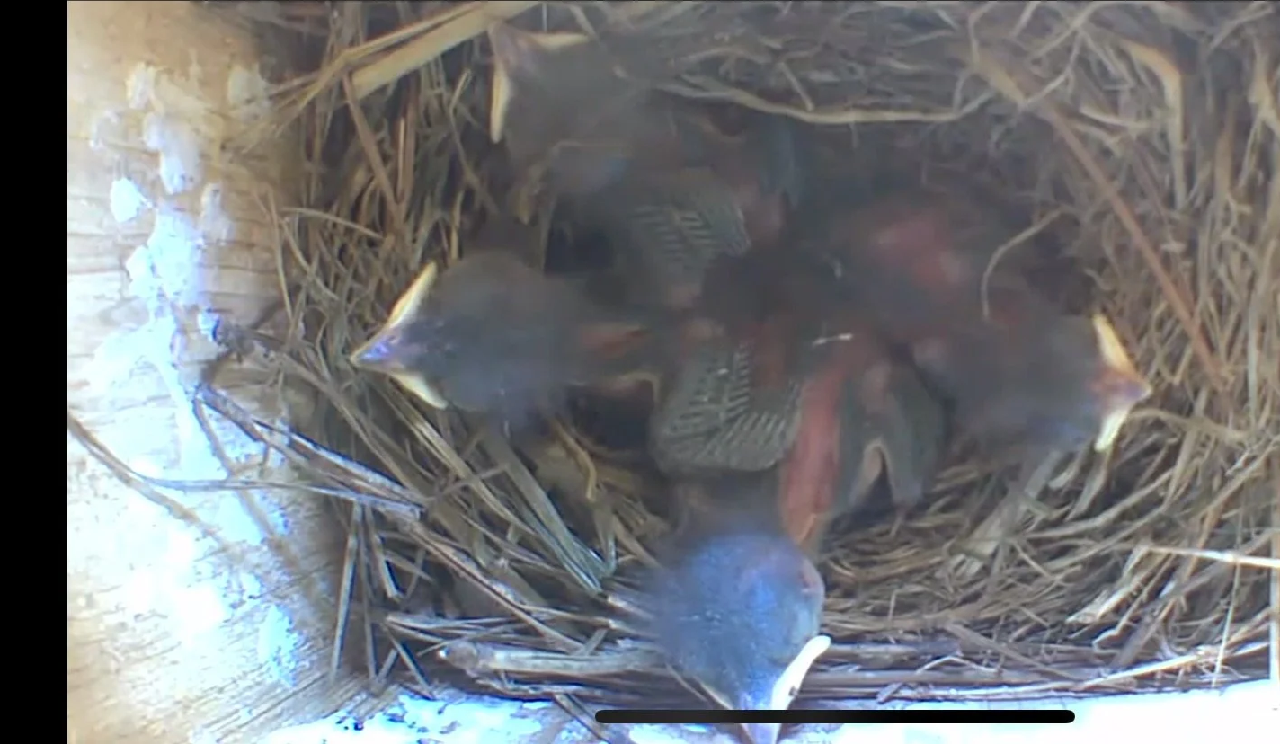 Young eastern bluebird hatchlings growing, mouths open waiting to be fed
