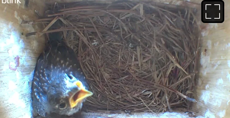 Last eastern bluebird chick remaining in nest box after siblings fledged