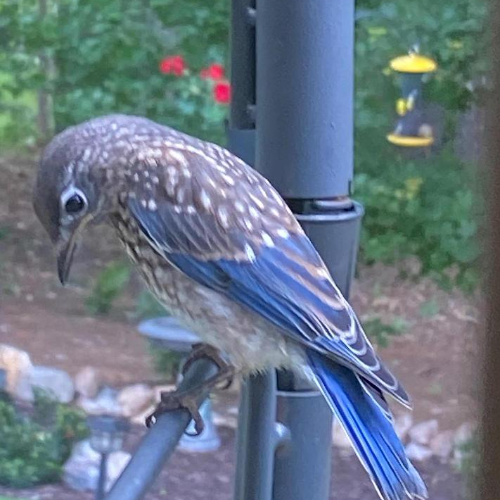 Older eastern bluebird fledgling perched on shepherd's hook