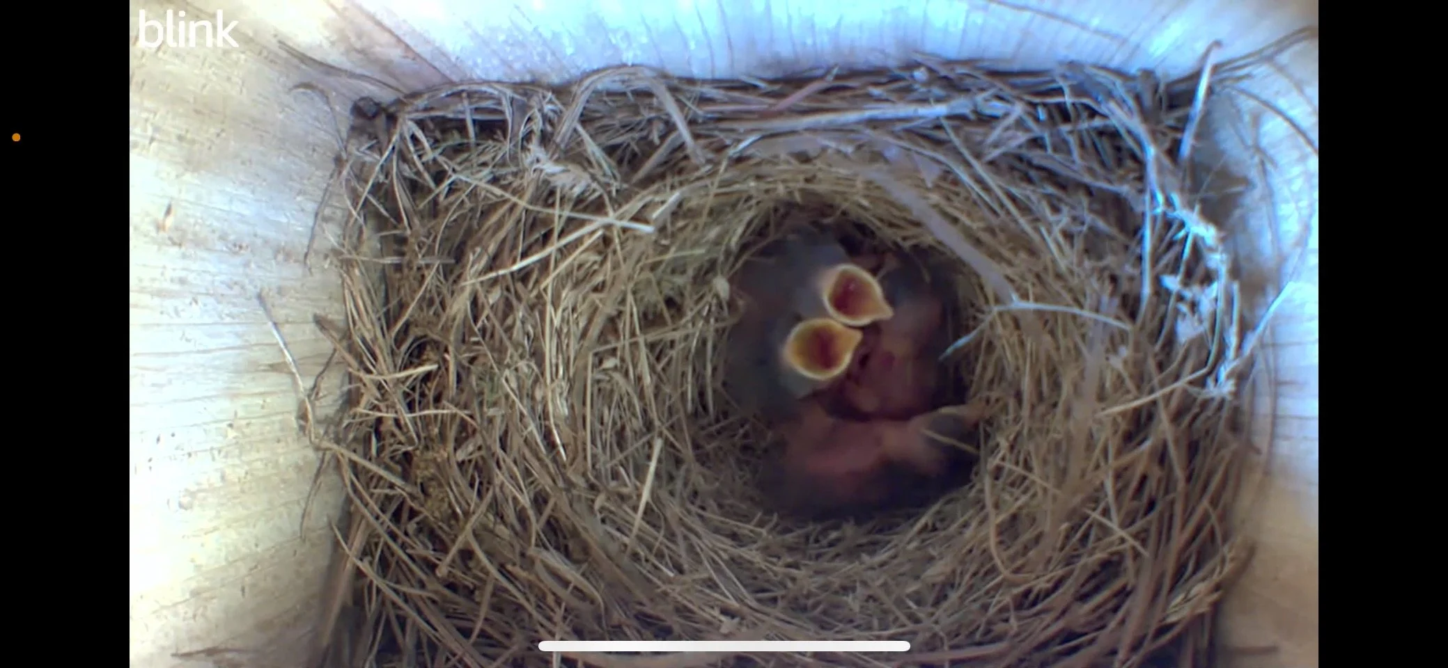 Newly hatched eastern bluebird chicks with mouths open for feeding