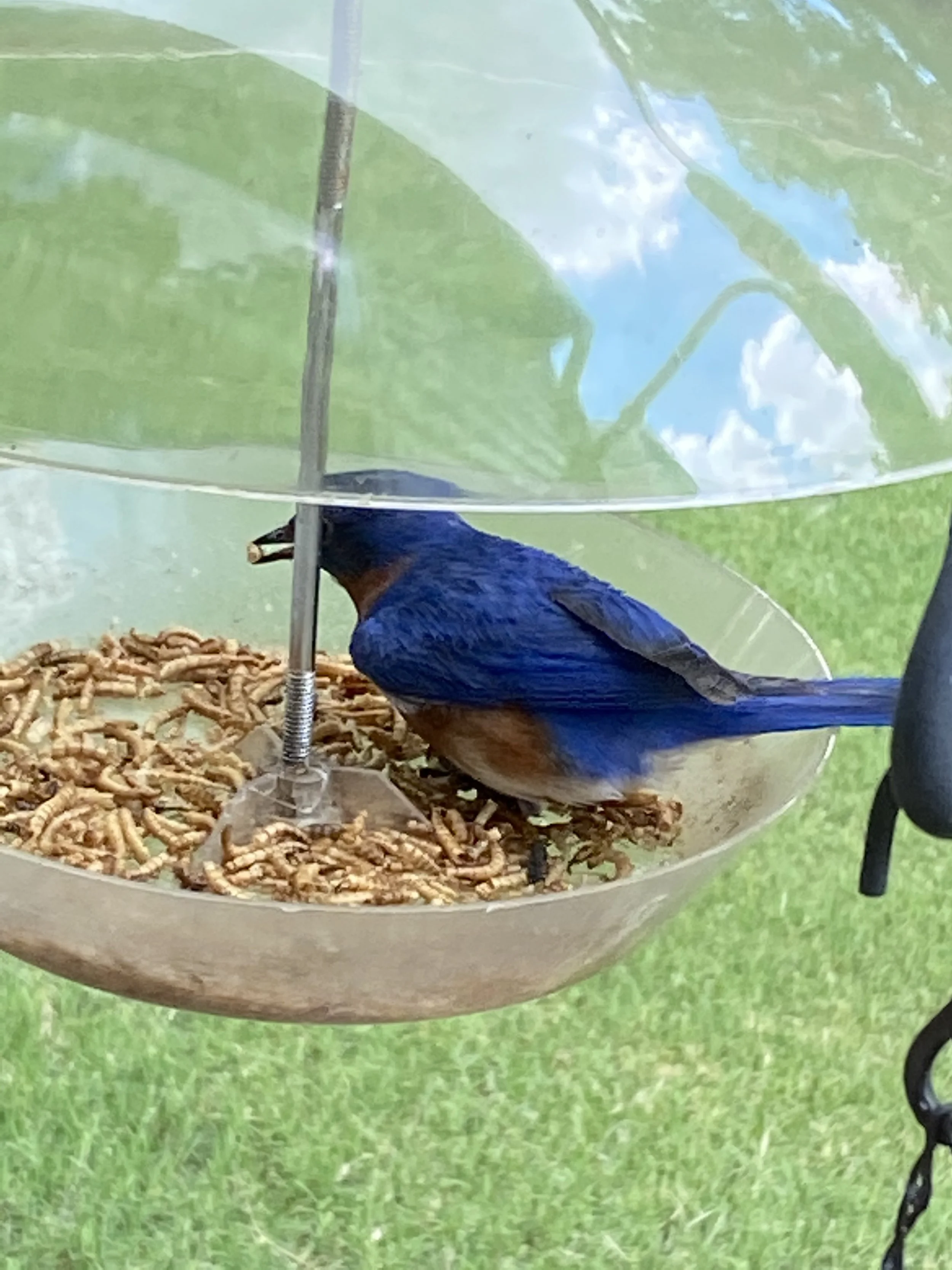 Eastern bluebird eating mealworms from dome mealworm feeder