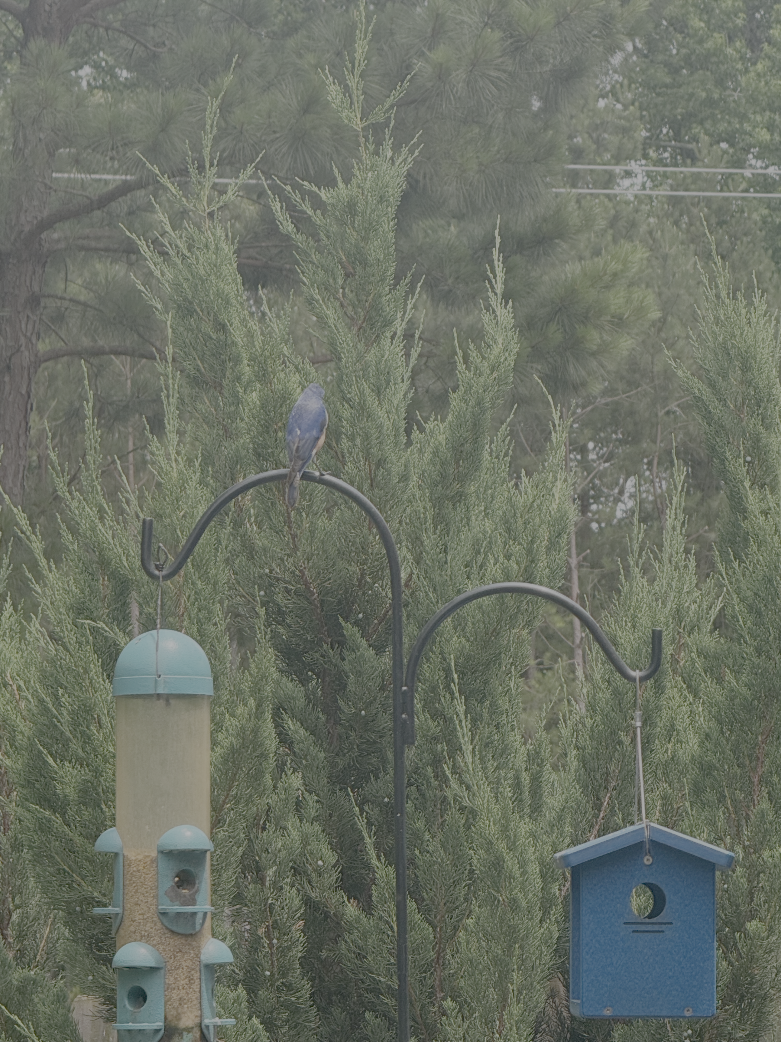 Wet eastern bluebird perched on shepherd's hook with bird feeders after rain"