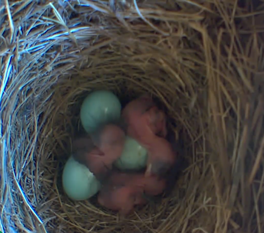 Eastern bluebird eggs hatching in nest box