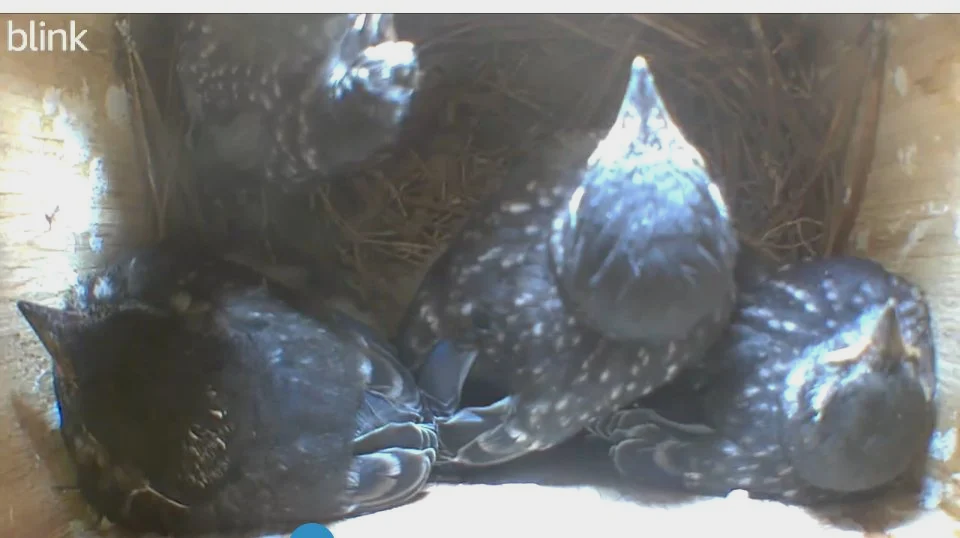 Four eastern bluebird fledglings in nest box just before fledging