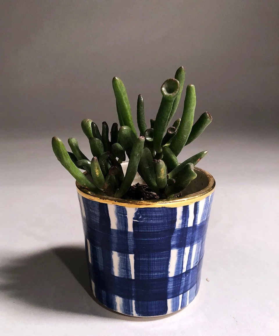 A potted succulent plant with green, elongated, and slightly curved leaves in a blue and white striped ceramic pot.