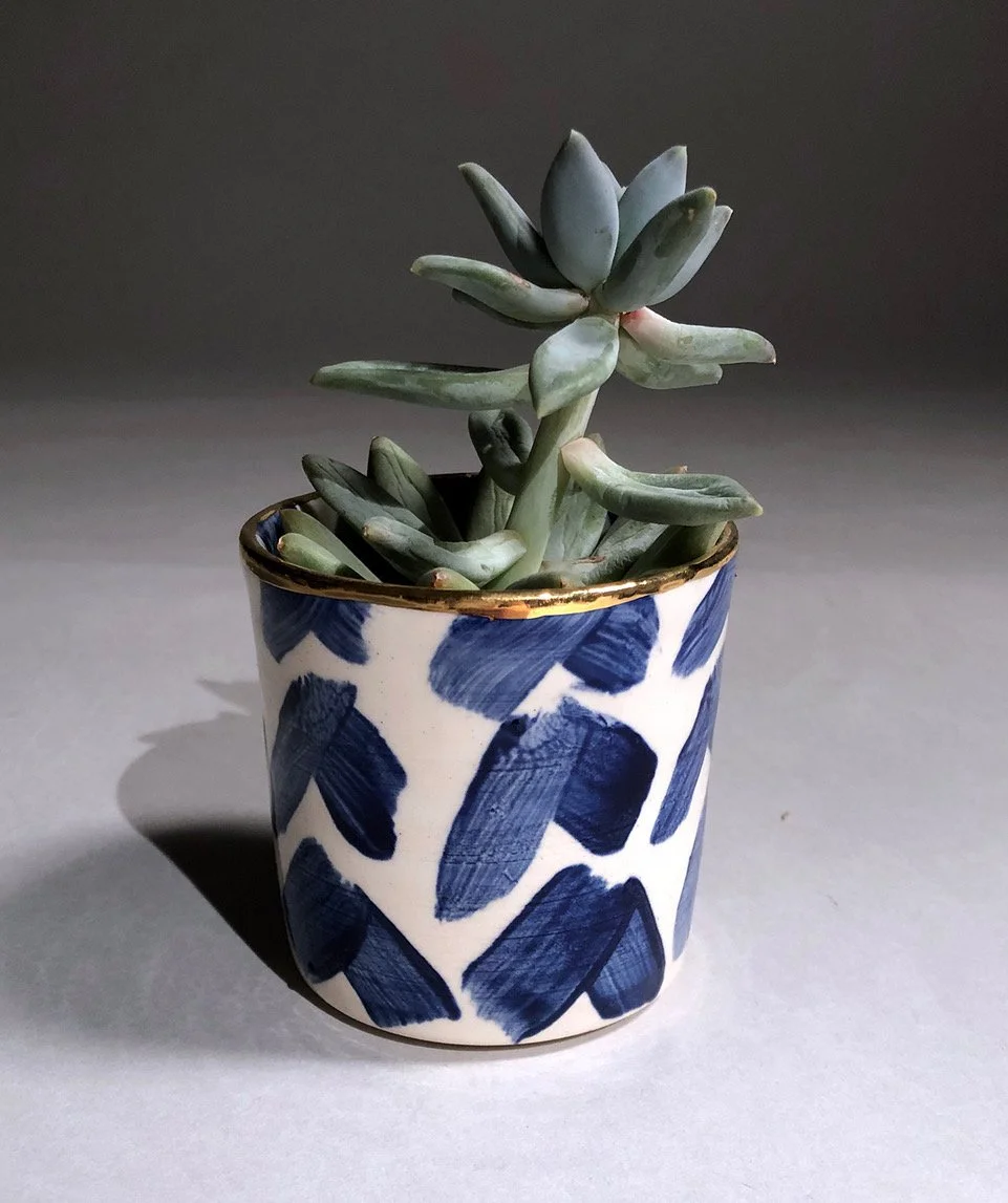 A potted succulent plant in a white ceramic pot with blue brushstroke patterns and a gold rim.