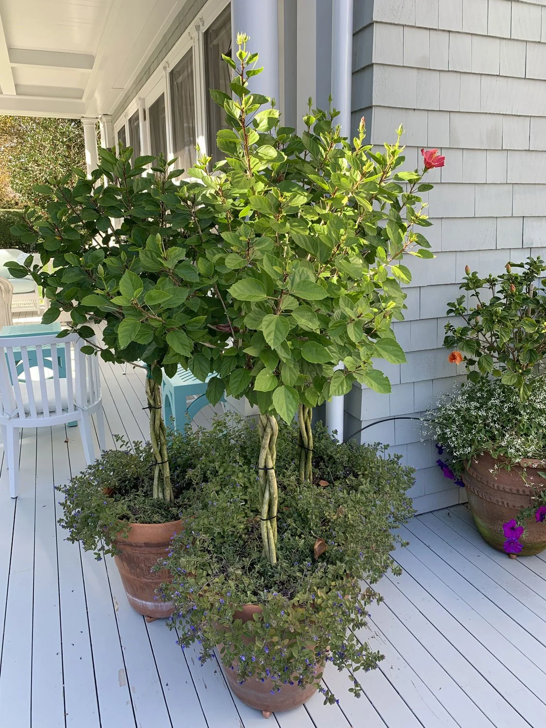 Lear Landscape- South Main St - deck-pots-planters3.jpg