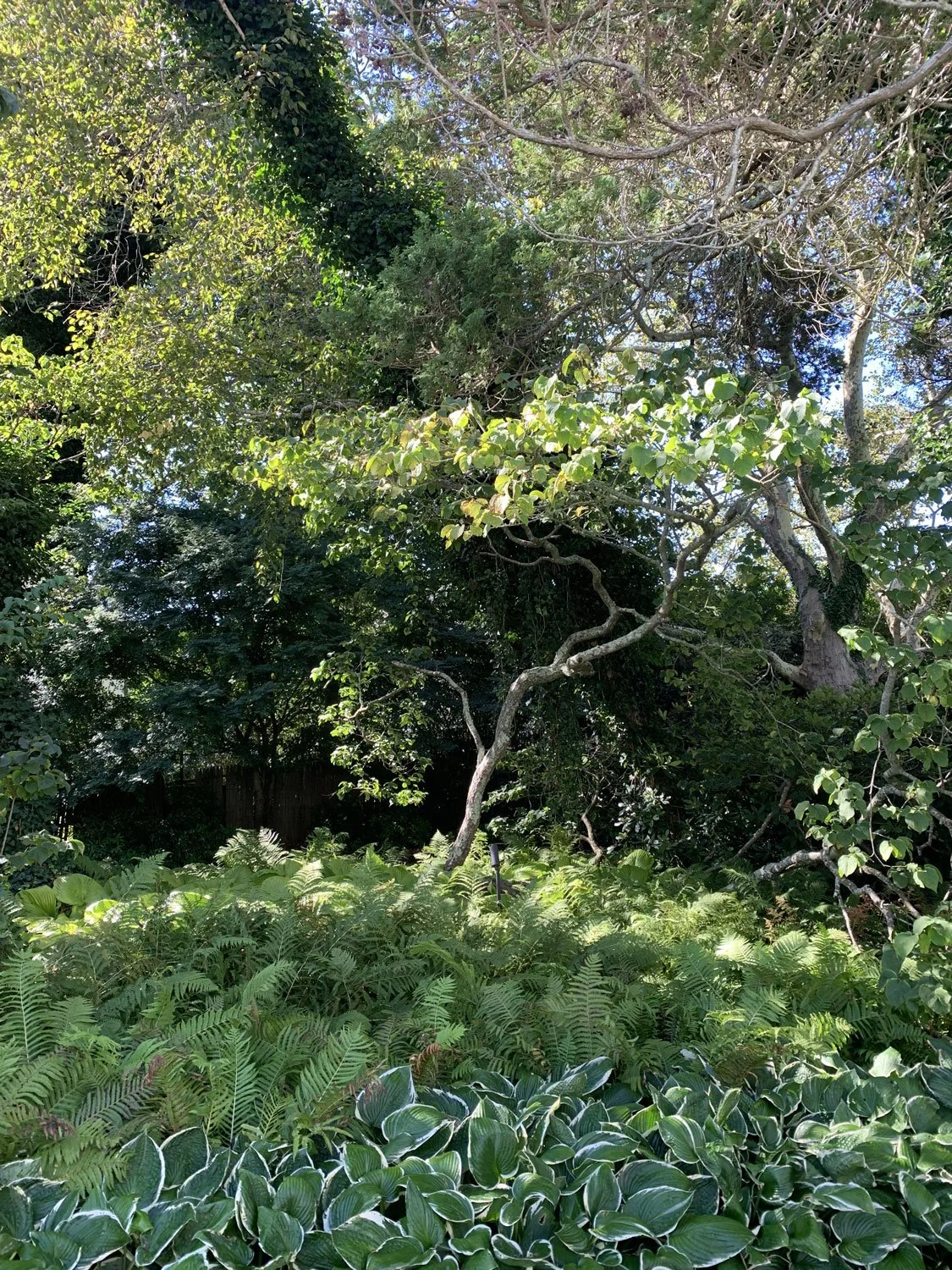 Lear Landscape- South Main St - shade-garden.jpg