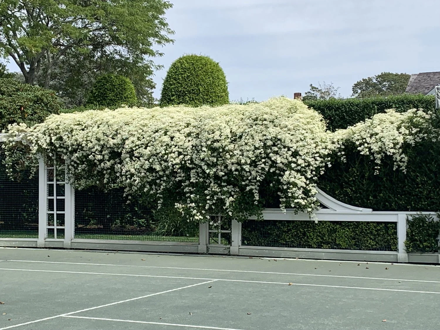 Lear Landscape- South Main St - tennis court screening.jpg