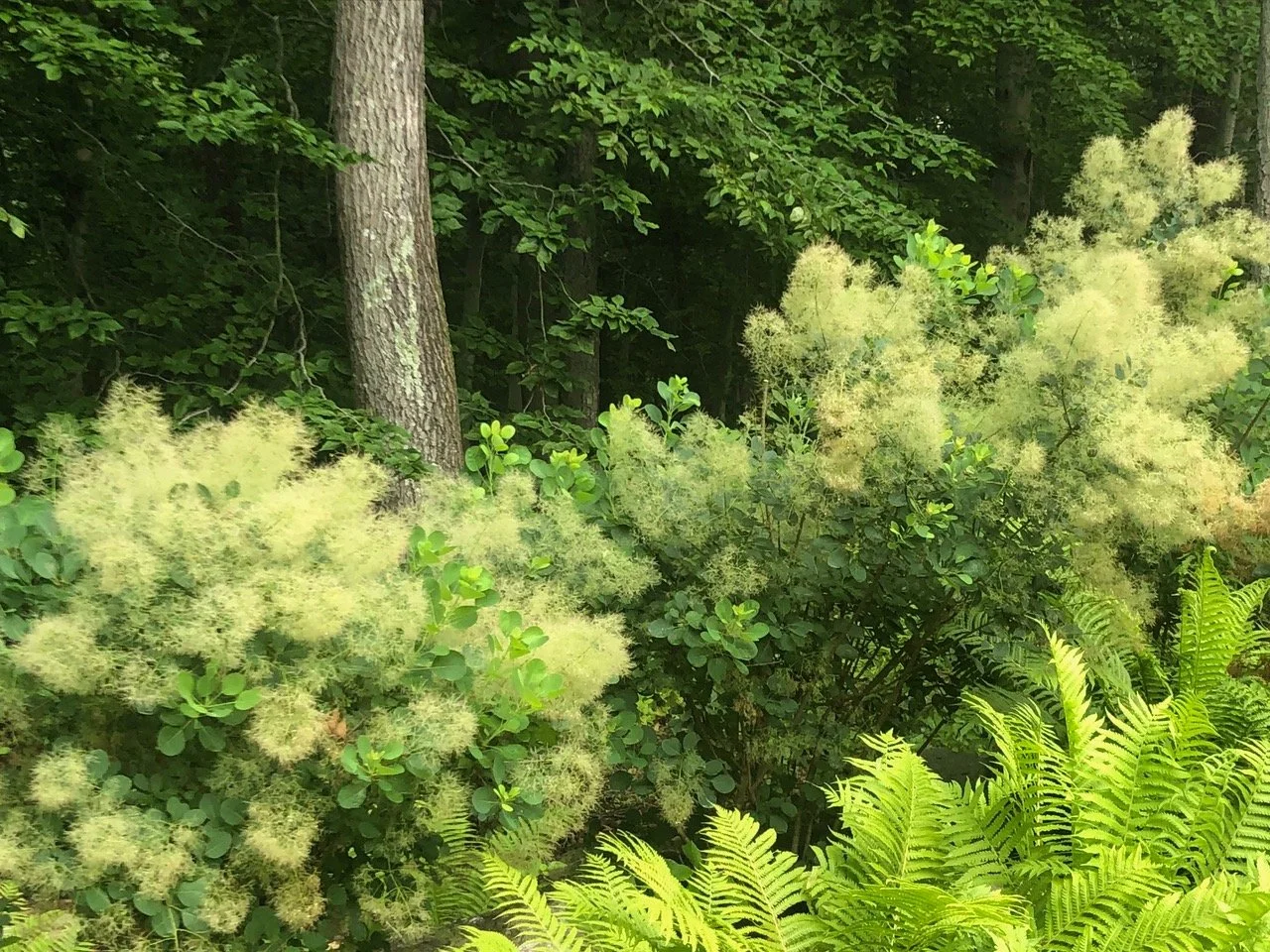 GreenwichLakeside-garden detail