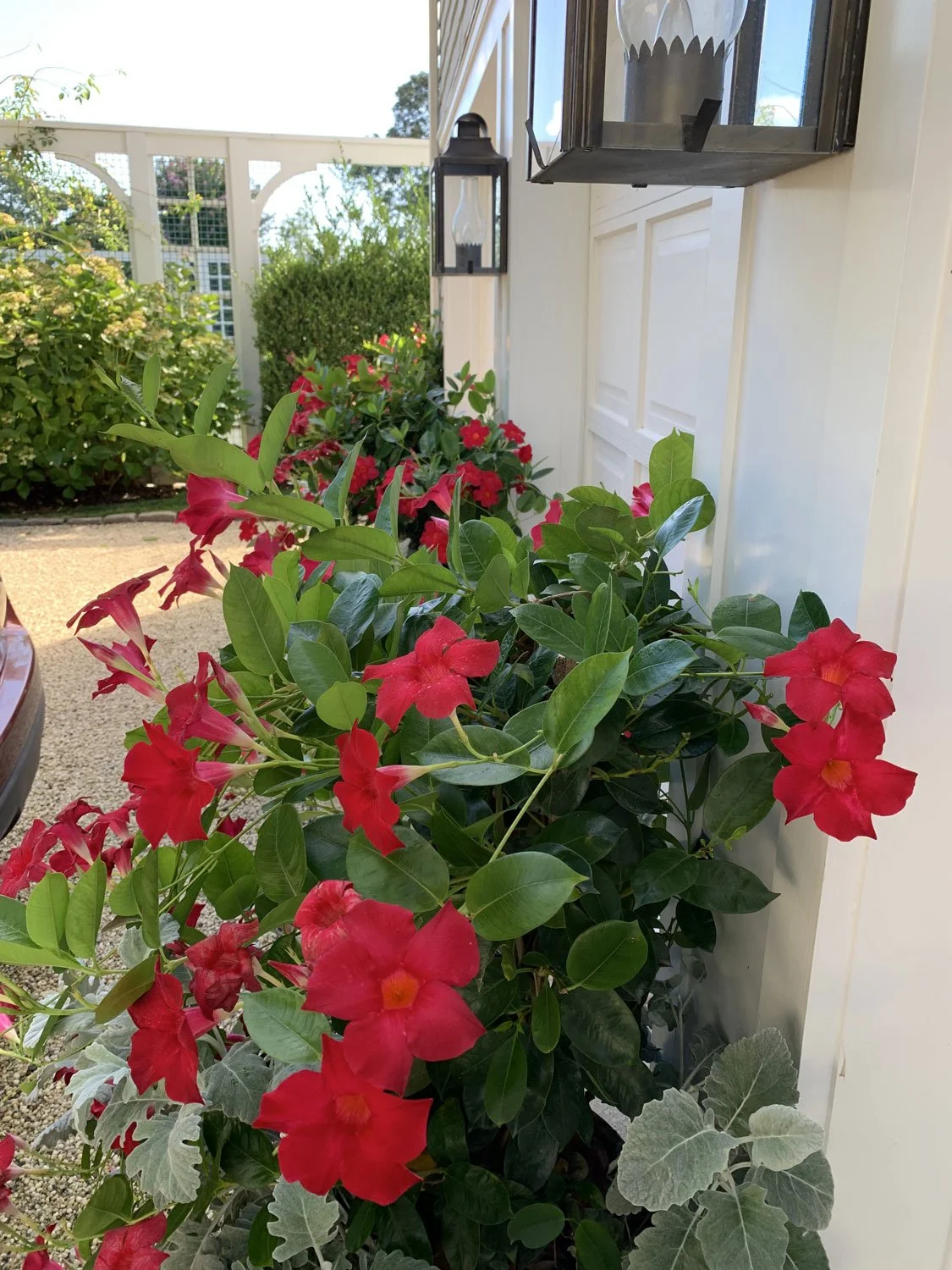 Lear Landscape- South Main St - planters.jpg