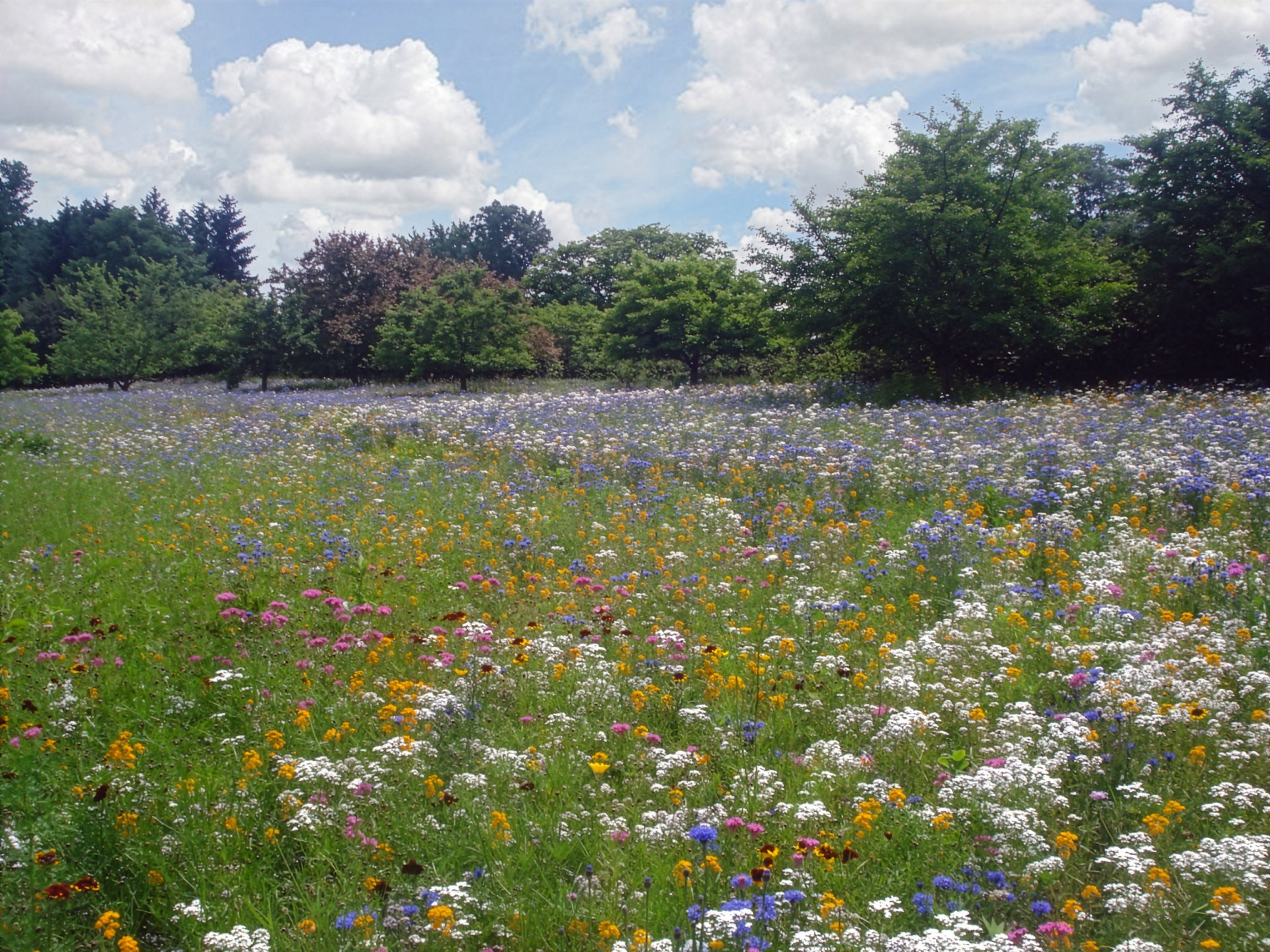 Ashﬁelds Lane Meadow