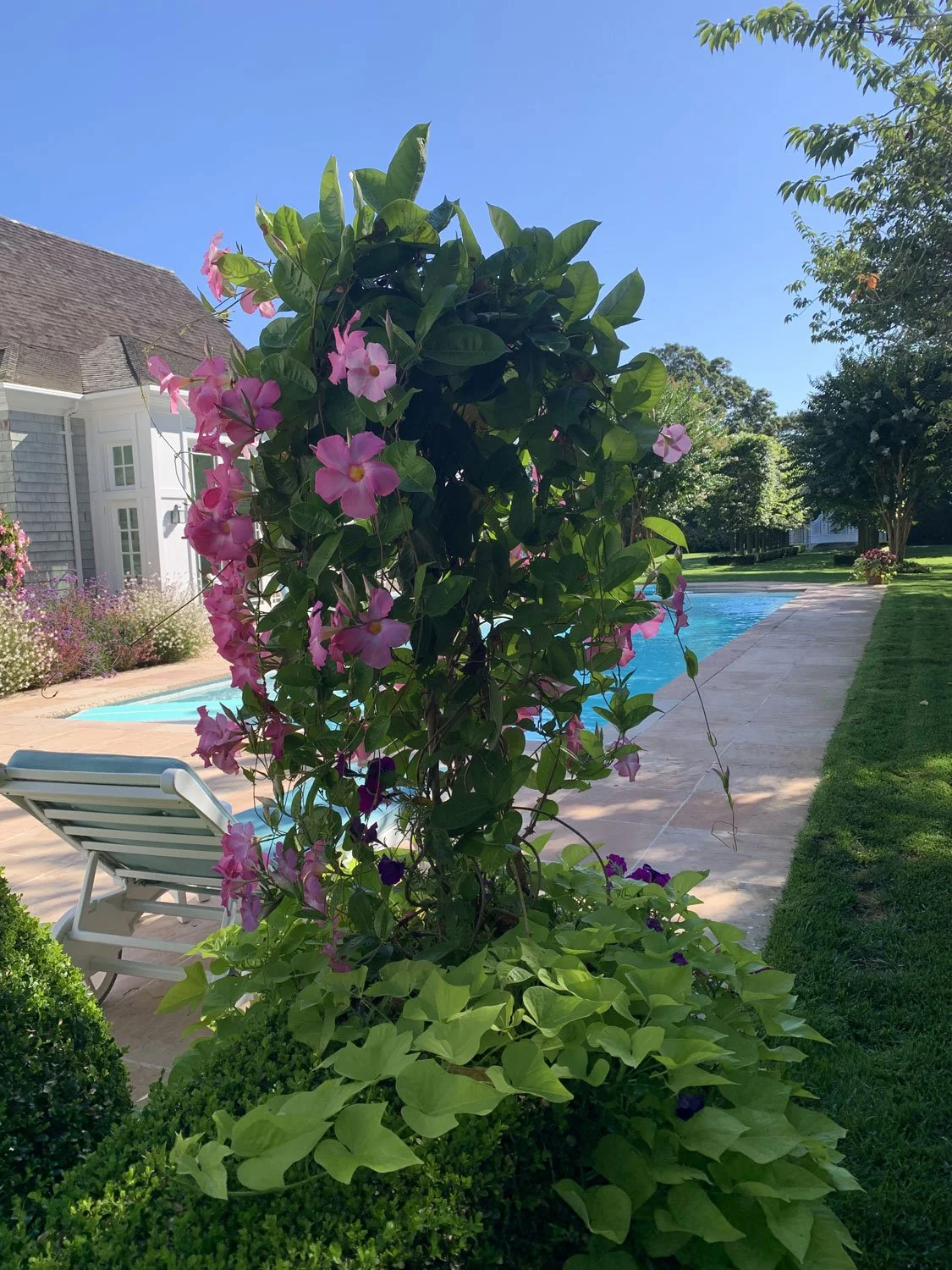 Lear Landscape- South Main St - pool-pots-planters.jpg