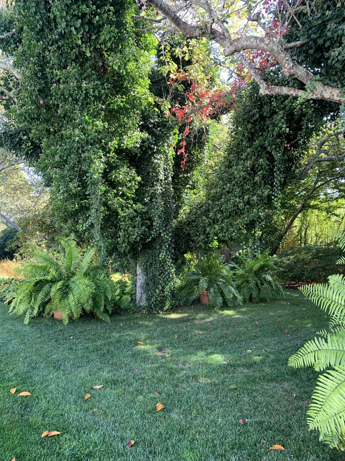 Lear Landscape- South Main St - yard.jpg