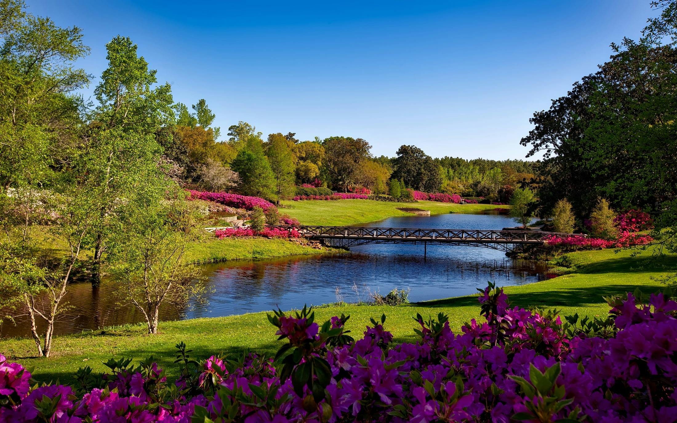 A scenic park with a river flowing through it, surrounded by lush green trees, pink and purple flowers, and a small wooden bridge under a clear blue sky.