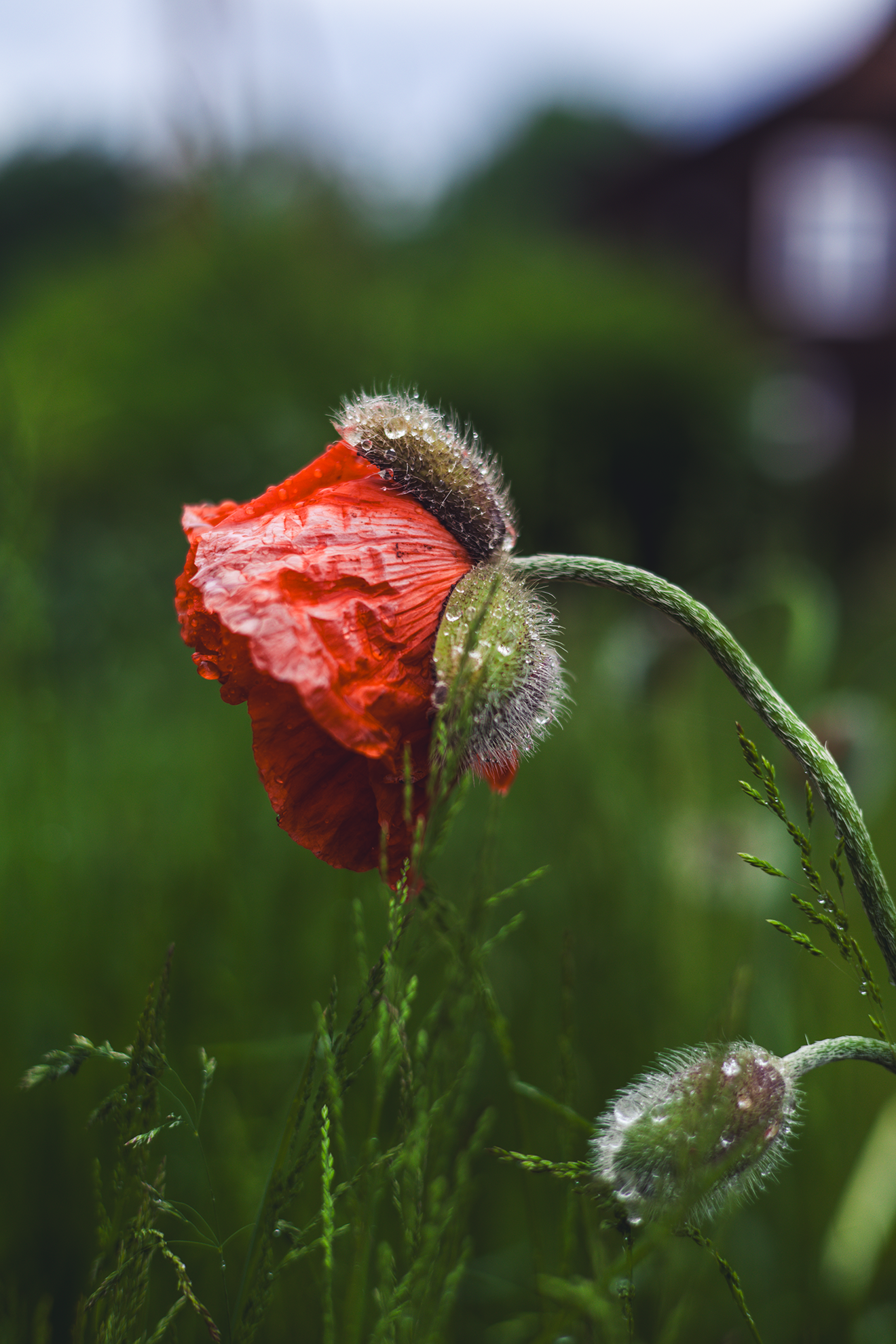 After the Rain, I Do Not Break. I Begin to Bloom