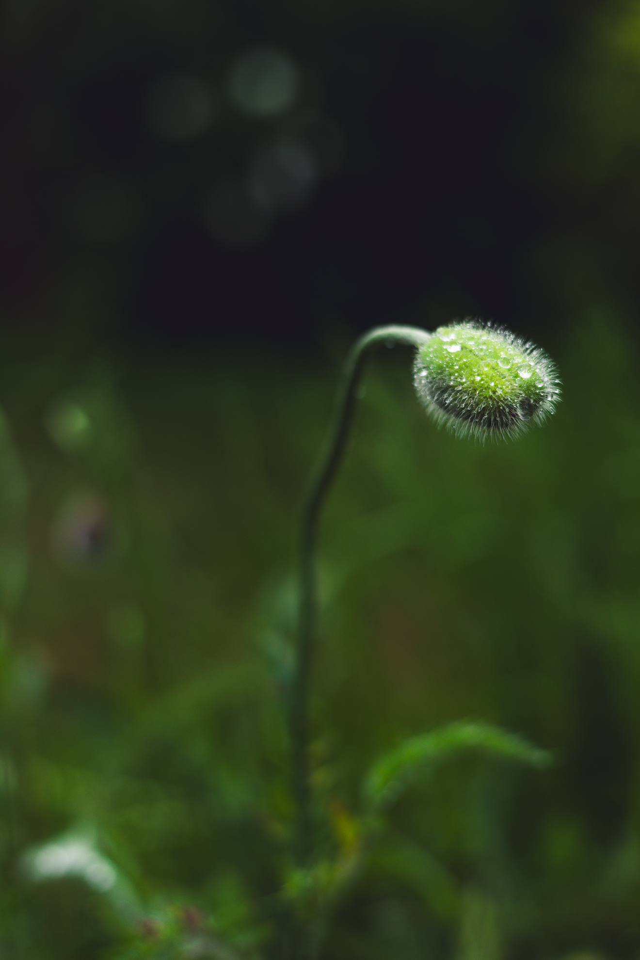Poppy bud after the rain, still unopened yet full of potential, symbolizing resilience, healing, and growth through life's challenges.