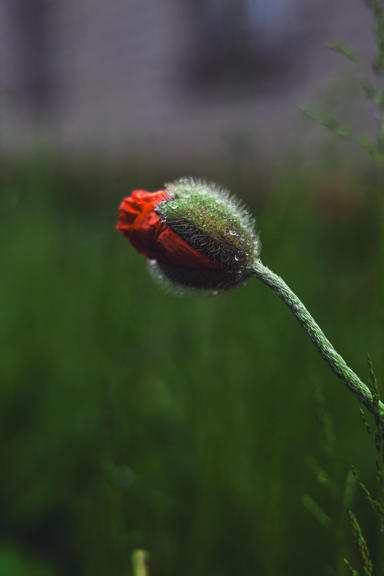Red poppy awakening after the rain, a symbol of personal transformation, resilience, and the beauty that emerges through difficult seasons.