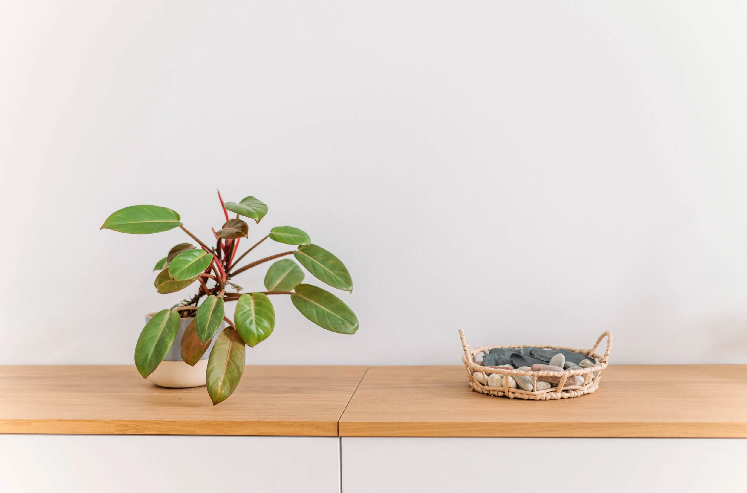 Pflanze in Topf und eine kleine Korb mit Steinen auf einem Holztisch gegen weiße Wand.
