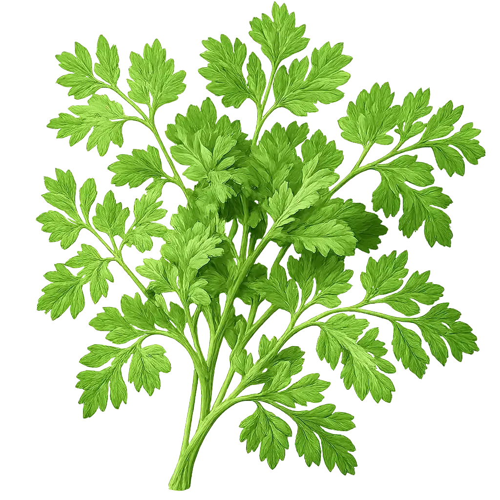 Chervil