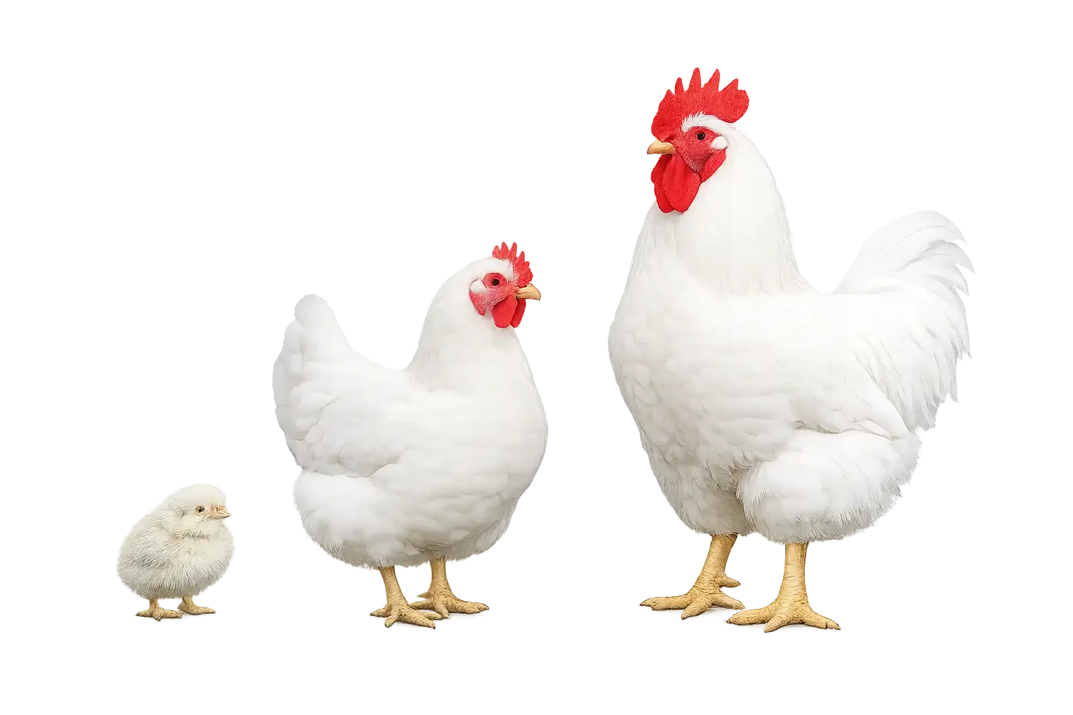 White Giants (Hatchery Line) hen and rooster on a transparent background