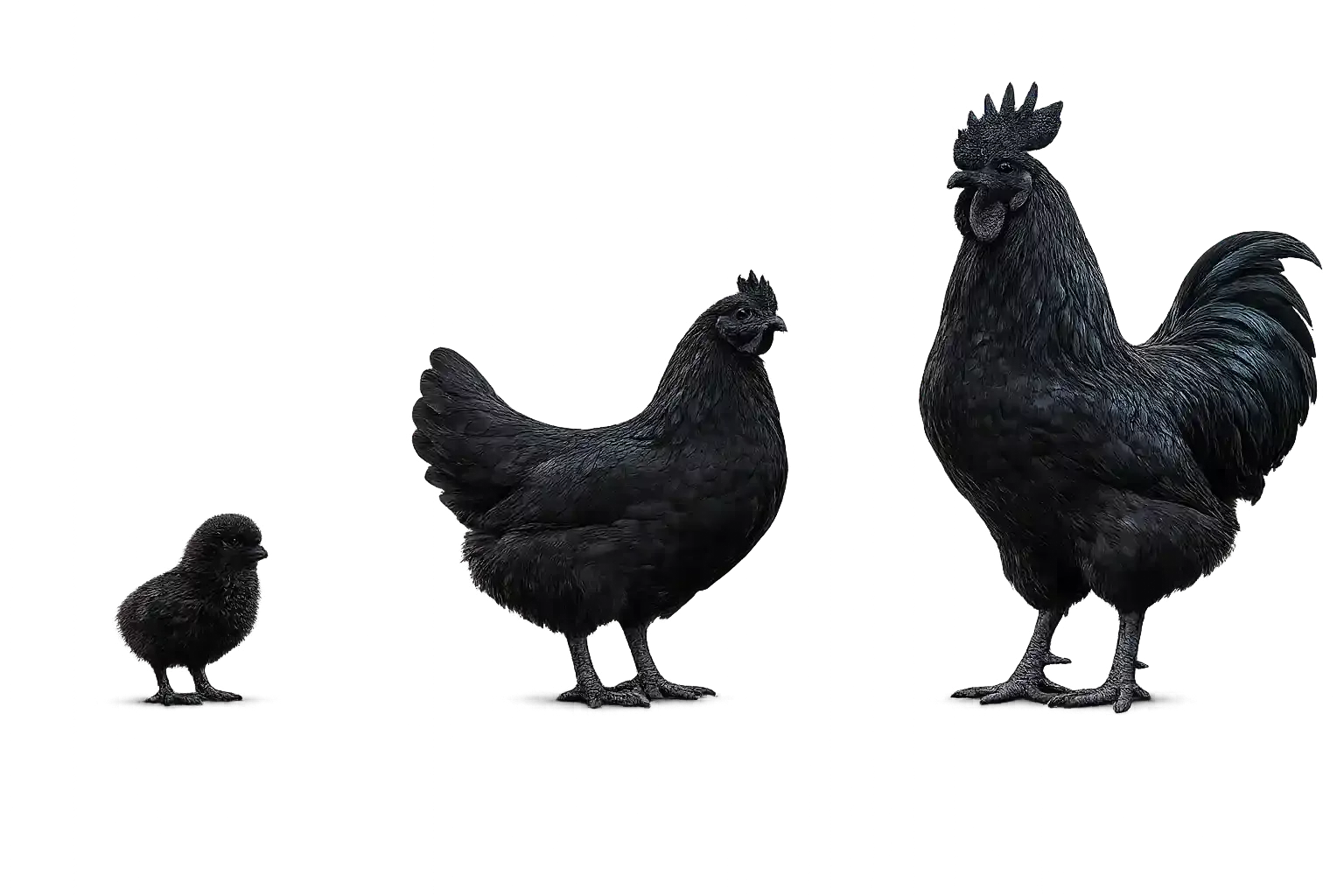 Ayam Cemani