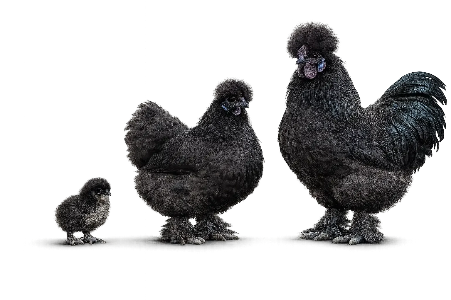 Black Silkie Bantam
