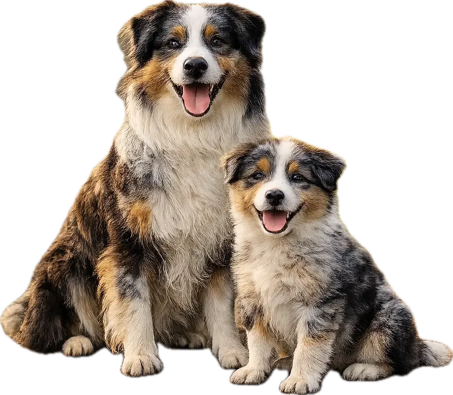Australian Shepherd