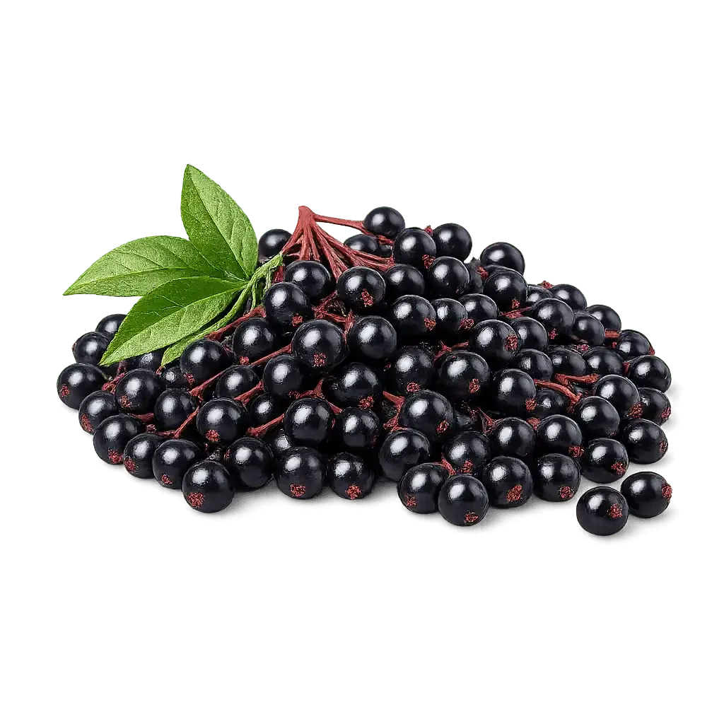 Elderberry