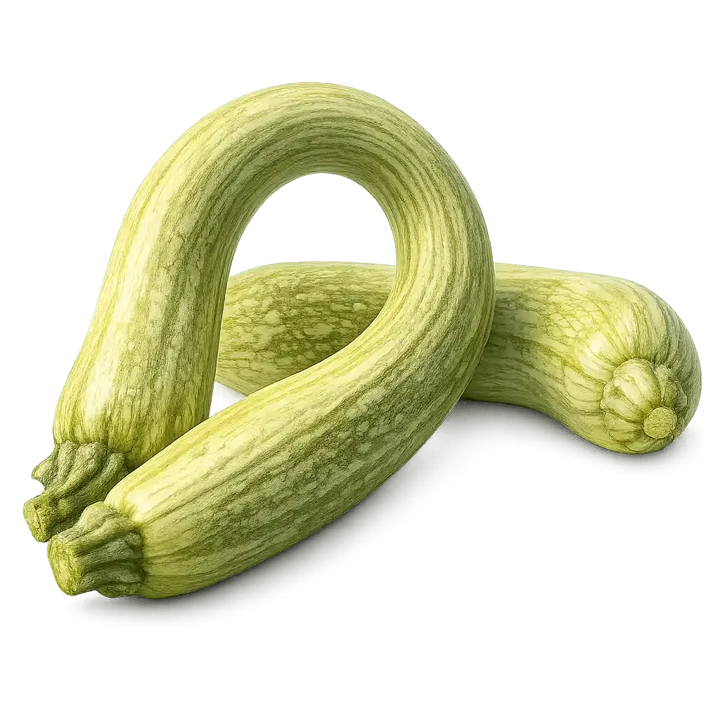 Zucchini: Tromboncino