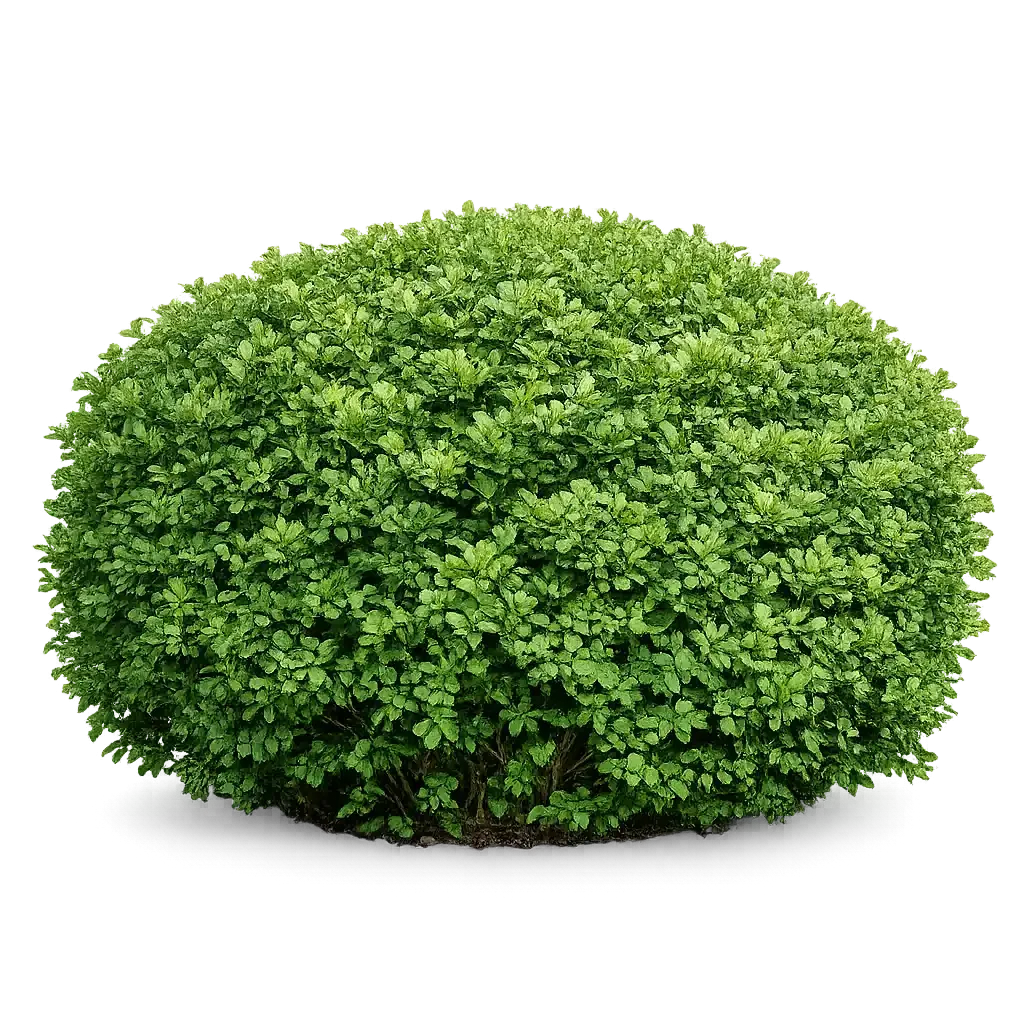 Common Boxwood