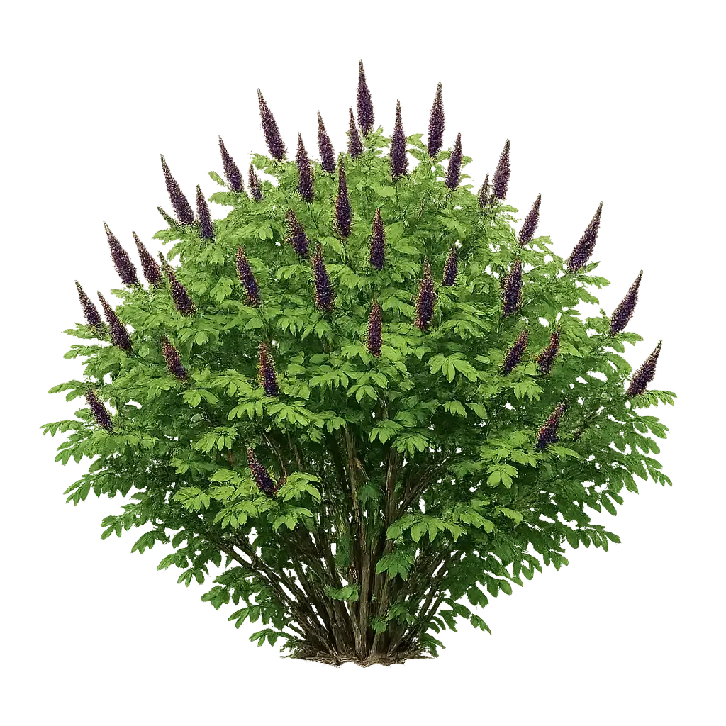 False Indigo (Amorpha fruticosa)