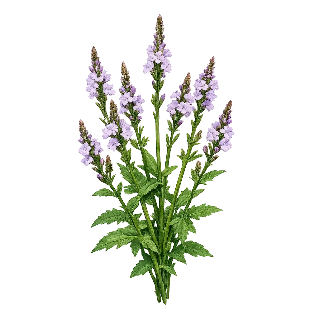 Vervain