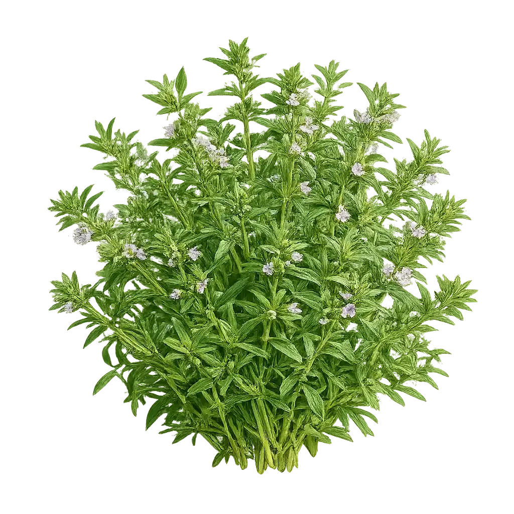 Summer Savory